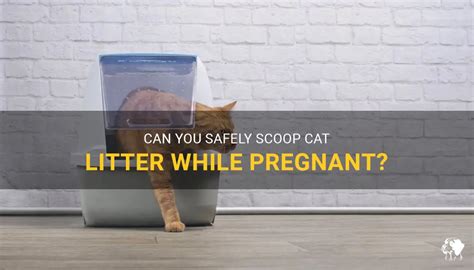 Can You Safely Scoop Cat Litter While Pregnant PetShun