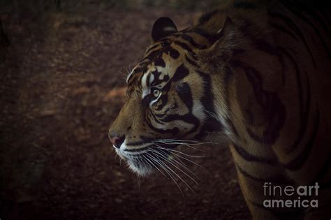 Portrait Of A Sumatran Tiger Panthera Tigris Sondaica Photograph By
