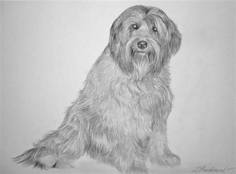Rare Collection Of Free Wallpapers Pencil Drawing Painting Art Sketches Of Cute Animal And Cute