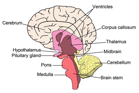 What Is The Right Cerebellum With Pictures