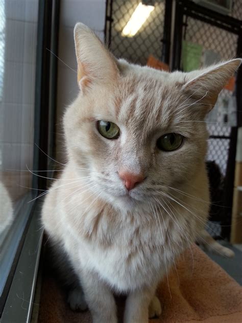 Nutra thrive is a dietary supplement that works towards creating and maintaining a 'good and bad' bacterial environment in the gut, by combining the benefits of the live nutra thrive has no known side effects. Adopt A Pet Grayslake Illinois paint by numbers cats uk ...