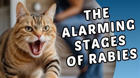 The Progression Of Rabies Stages In Infected Cats Rabies In Cats Cat Grooming Guru Youtube