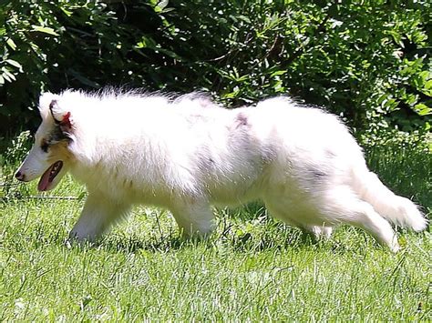 Double Merle Breeders Dont Want You To See This