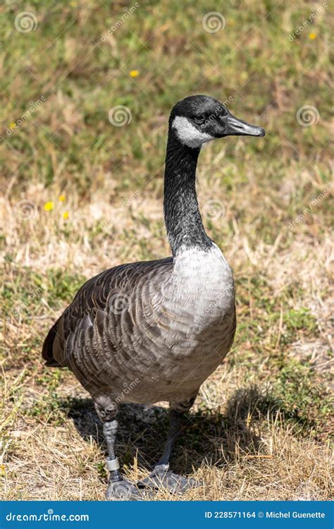 Full Length Of Canada Goose Standing On The Grass Stock Photo Image