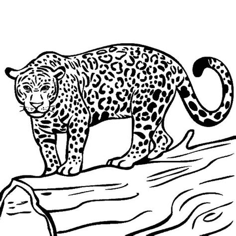 Coloring Pages Of A Jaguar Animal Whitneynsentiego