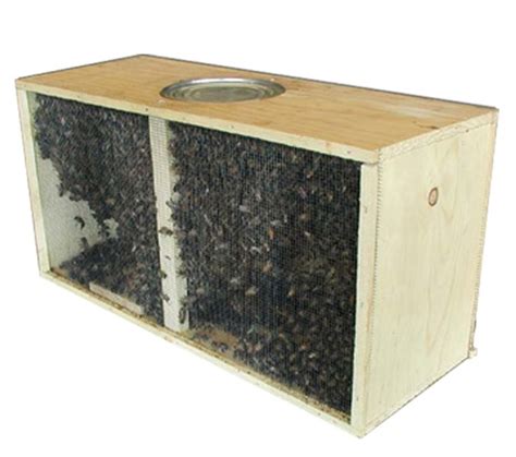 Russian Package Bees 3 Pounds With Mated Queen Meyer Bees