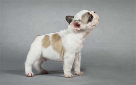 Fondos De Pantalla Perro Bulldog Cachorro Animalia Descargar Imagenes