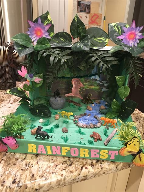 Rainforest Biome Project Science Projects For Kids Kid Projects