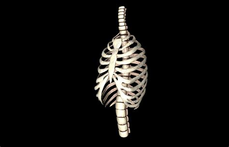 Your rib cage provides a rigid framework for attachment of the muscles of your chest, shoulder girdle, back, diaphragm and upper abdomen. Rib Cage Accurate 3d Model With Verterbrae... 3D Model animated .obj .3ds .fbx .c4d .dxf .stl ...