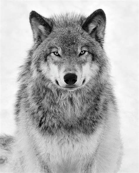 A Lone Timber Wolf Or Grey Wolf Canis Lupus Isolated On White