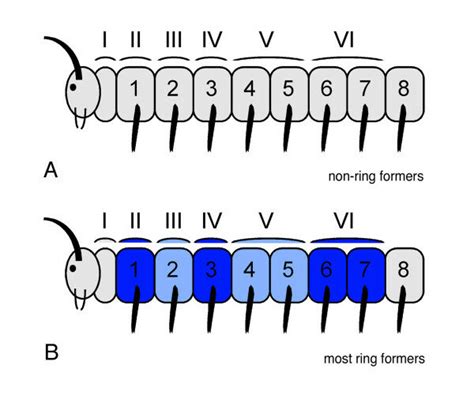 Model For Tergite Sterniteleg Pair Correlation In Millipedes Based