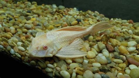 Plecostomus Catfish In A Fish Tank Sponsored Affiliate Ad