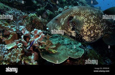 Mappa Pufferfish Eating Coral On Reef Stock Video Footage Alamy