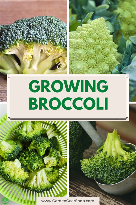 How To Grow Broccoli Read More