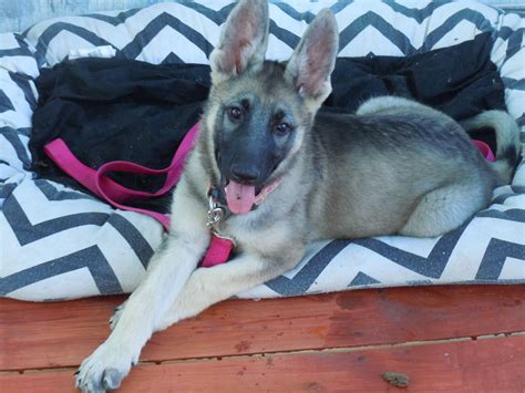 Silver Sable German Shepherd Puppies Six Month Old Silver Sable