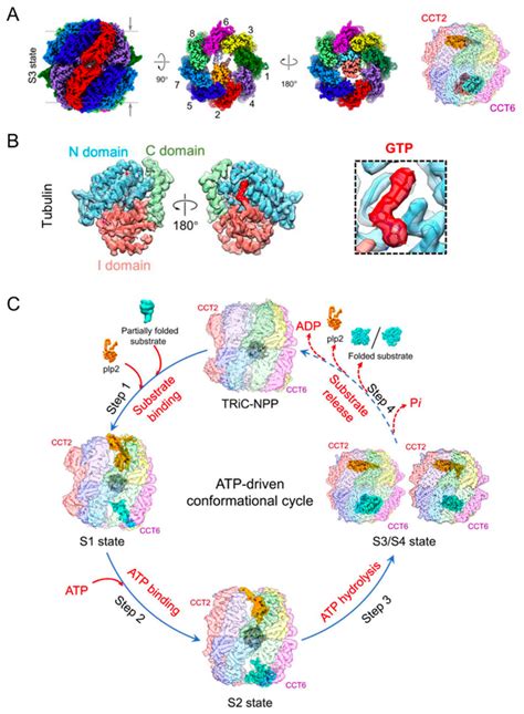 丛尧组揭示关键细胞骨架蛋白在triccct与plp2协助下折叠的过程和机制 中国科学院分子细胞科学卓越创新中心