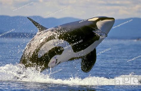 Orcakiller Whale Orcinus Orca Breaching Summer Haro Strait Between