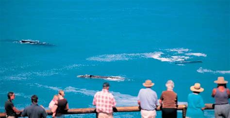 Most Popular Whale Watching Spots In Australia Travel Blat