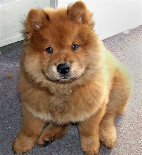 Chow Chow Beautiful Puppy Interesting Facts Animals Lover