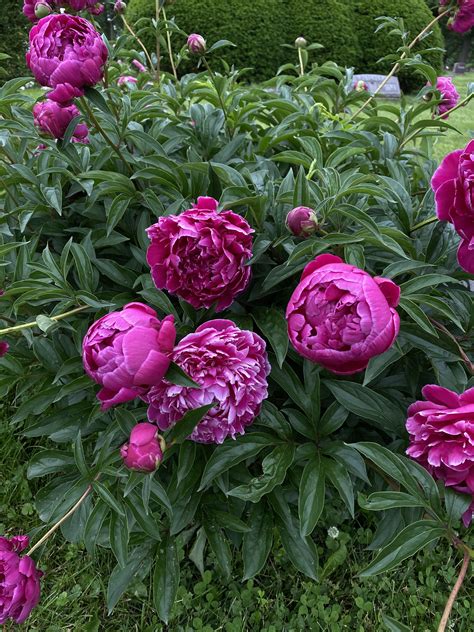 Peony Bushes Are Blooming Like Crazy In Illinois Swipe To See Some