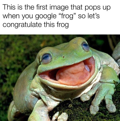 Happy Frog Noises Via Rwholesomememes Funny Memes Content