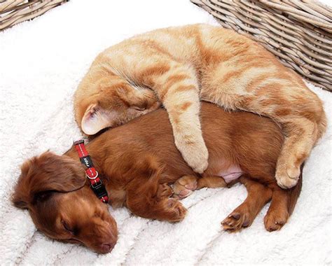 Cat And Dog Cuddling Together