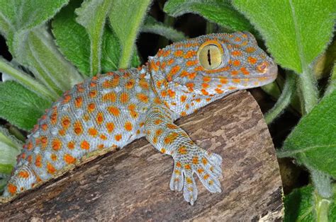 Why Is My Tokay Gecko Not Eating A Useful Guide Reptiles And Amphibians