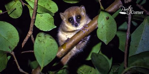 Madame Berthes Mouse Lemur Inreview