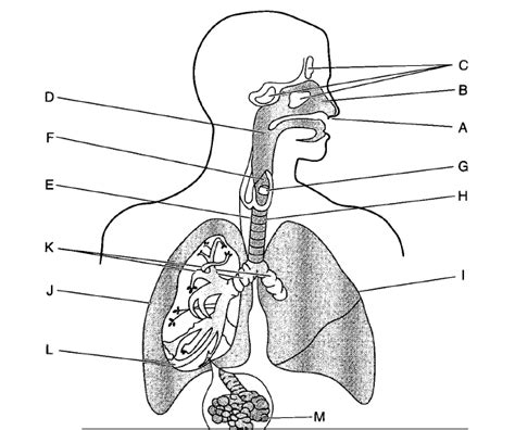 Diagram Unlabelled Respiratory System