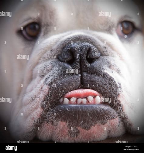 English Bulldog Huge Under Bite Stock Photo Alamy