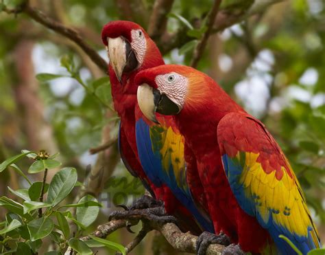 Buy Scarlet Macaw Pair Image Online Print And Canvas Photos Martin