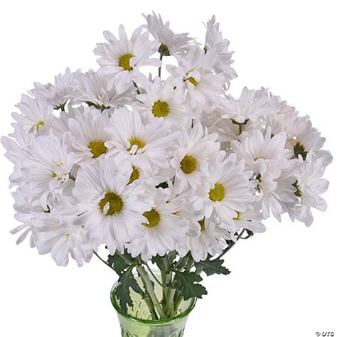 Bulk Flowers Fresh White Daisy Flowers Oriental Trading