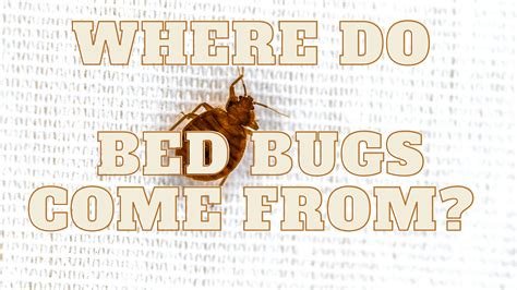 Where Do Bed Bugs Come From Bed Bugs World