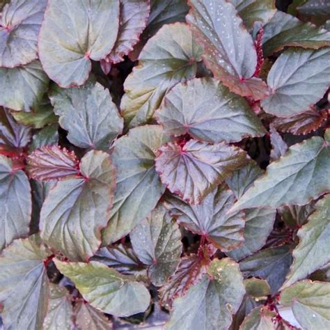 For hanging baskets, an average pot will need to be spaced at 2' centers. Begonia Angel Wing Begonia coccinea Linda Dawn from ...