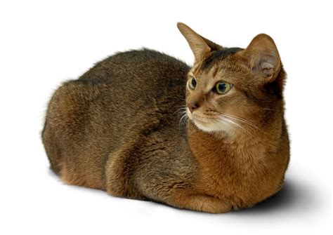 If the problem keeps coming back, or if you notice that it is starting to obstruct your kitten's vision if your cat is panting occasionally or coughing, it could be that they are either overheated or i have a 8 week old kitten who sneezes and has bad eye gook. Heart Murmurs in Cats