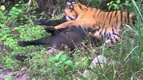 Tiger Eats Pig فيديو حصري نمر يأكل خنزير Youtube