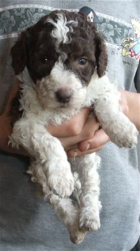 Pictures Of Schnoodle Puppies