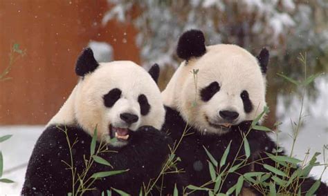 Trump Fails To Disrupt Panda Diplomacy As Chinas Famed Bears Remain