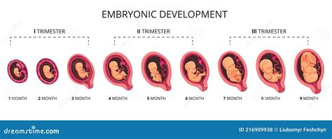Embrión Mes Etapa Crecimiento Desarrollo Fetal Vector Plano Infografía