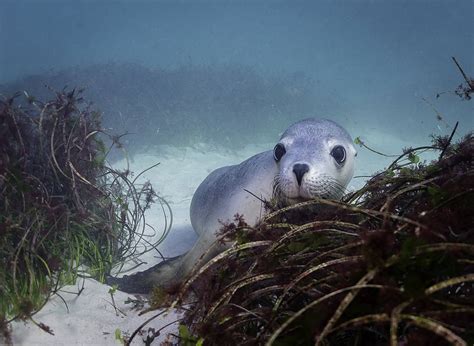 Donate To Protect Threatened Species Australian Marine Conservation