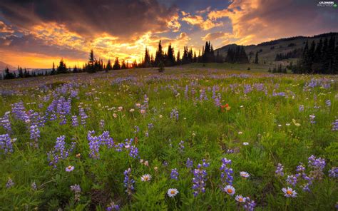 Spring Meadow Clouds Forest Dark Flowers Wallpapers 2560x1600
