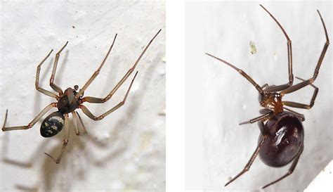 Identifying False Widow Spiders Natural History Museum