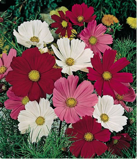 Collect seeds from summer blooming plants. Cosmos | Cosmos flowers, Annual flowers, Flower seeds