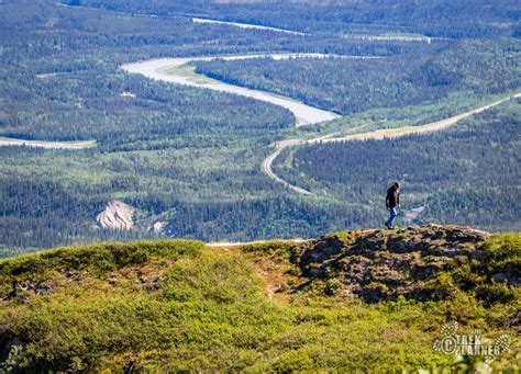 Best Hikes In Denali Alaska The Trek Planner