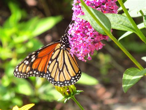 Monarch Birds And Blooms