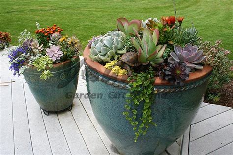 Succulent Planters With Companion Plants Youngs
