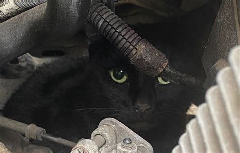 Miracle Cat Incredibly Survives Five Mile School Run Ride Under Car Bonnet National