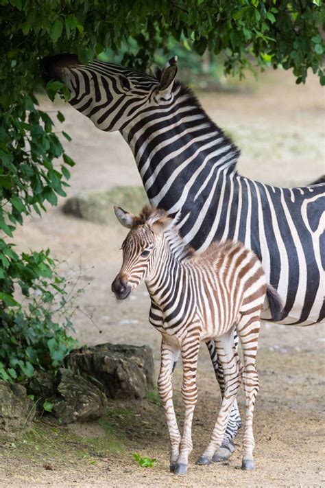 New Zebra For Zoo Basels Africa Enclosure Zooborns