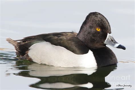 Male Ring Necked Duck Photograph By Steve Javorsky Fine Art America