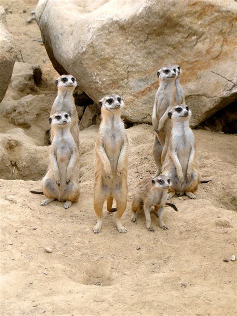 Seven Meerkats Meerkat Zoo Animal Sand Desert Attention Vigilant